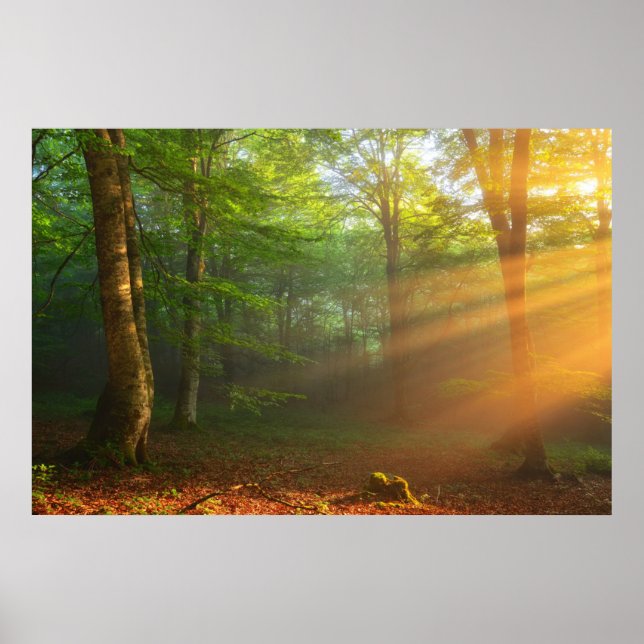 Poster Momento ouro da Luz (Frente)