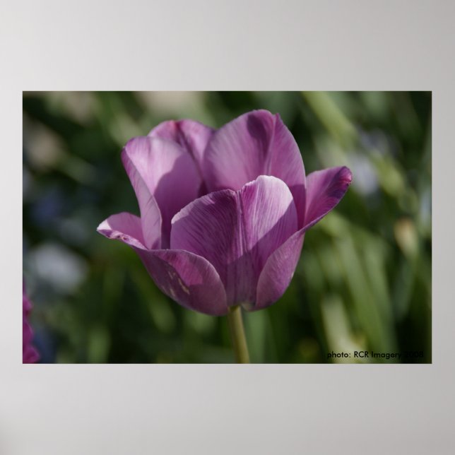 Poster Momento roxo (Frente)