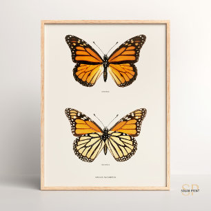 Poster Monarca Borboleta Danais Archippus Sherman Denton