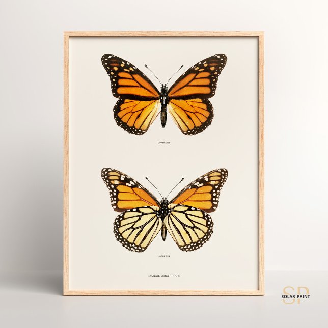 Poster Monarca Borboleta Danais Archippus Sherman Denton (Criador carregado)