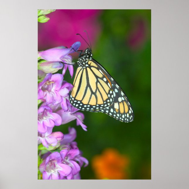 Poster Monarca | Danaus Plexippus (Frente)