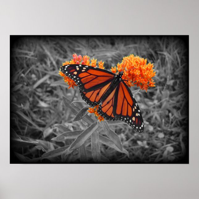 Poster monarca e monocromático (Frente)