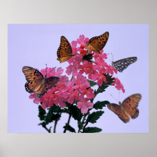 Póster Monarca e Penta cor-de-rosa