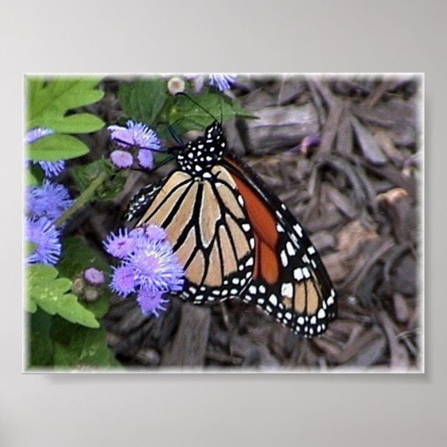 Póster monarca majestosa (Frente)