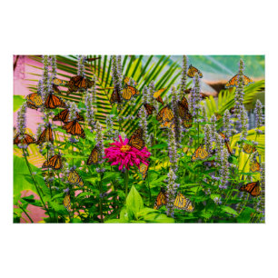 Póster Monarch Butterflies Poster brilhante 28 x 18,67"
