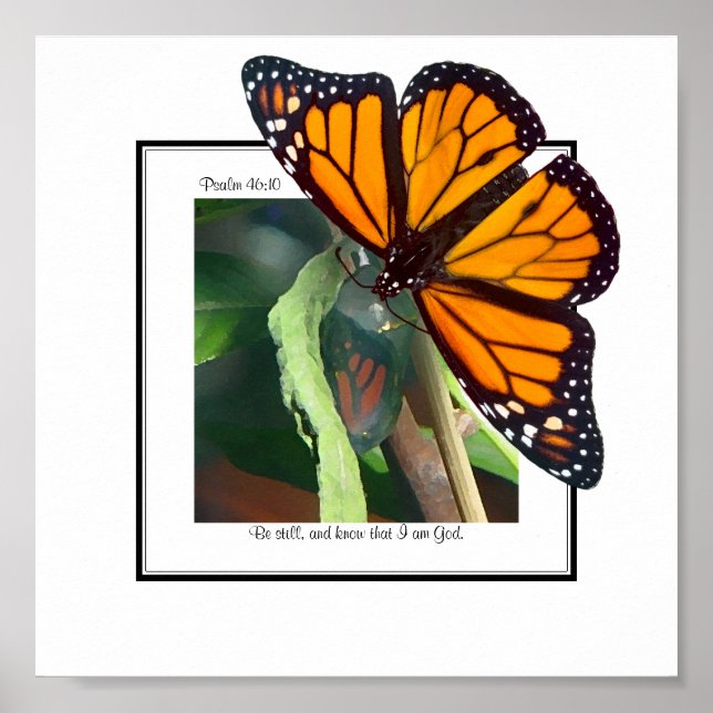Poster Monarch Butterfly e Chrysalis Art (Frente)