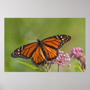 Póster Monarch Butterfly male on Swamp Milkweed