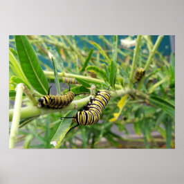 Poster Monarch Caterillar