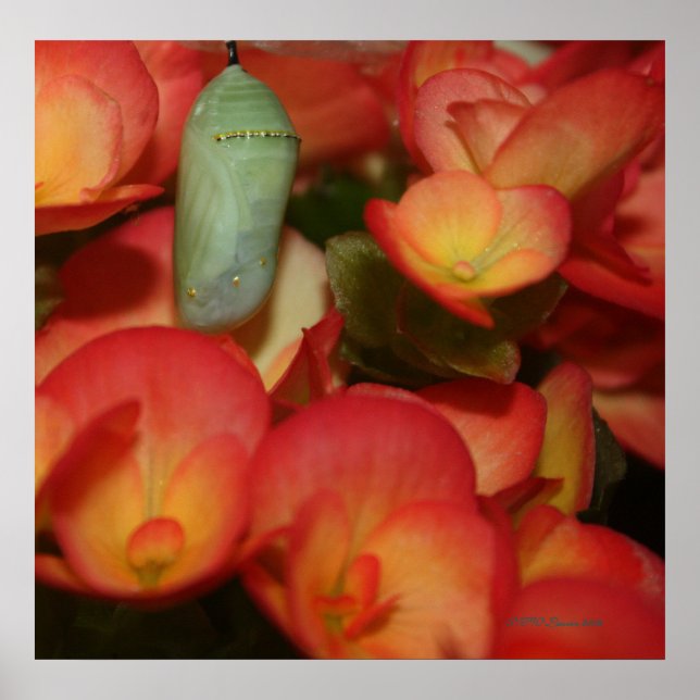 Poster Monarch Chrysalis (Frente)