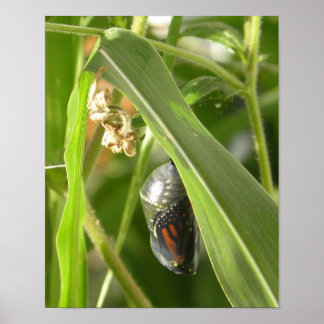 Póster Monarch_Chrysalis_P9120583_cropcpyrt