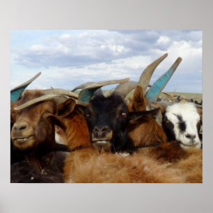 Póster Mongolian Goats