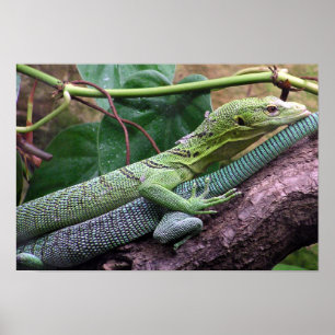 Poster Monitor verde da árvore - prasinus do Varanus