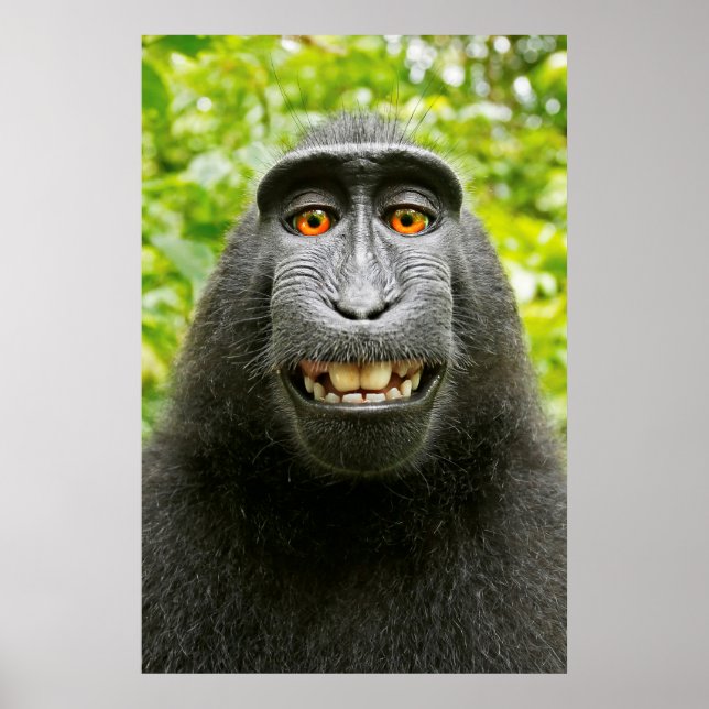 Poster Monkey Selfie (Frente)