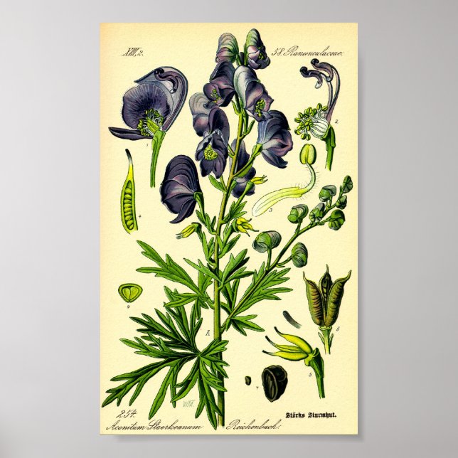 Poster Monkshood (Aconitum napellus) (Frente)