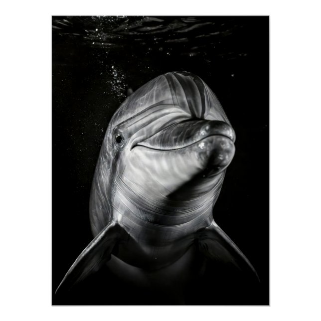 Póster  Monochrome Dolphin Portrait - Underwater Marine A (Frente)