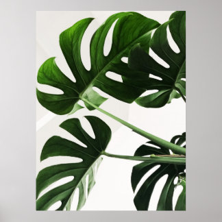 Poster Monstera