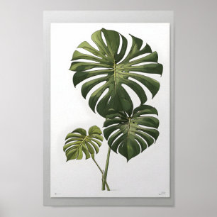 Poster Monstera albo flower, bela planta verde