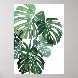 Poster Monstera deixa Closeup