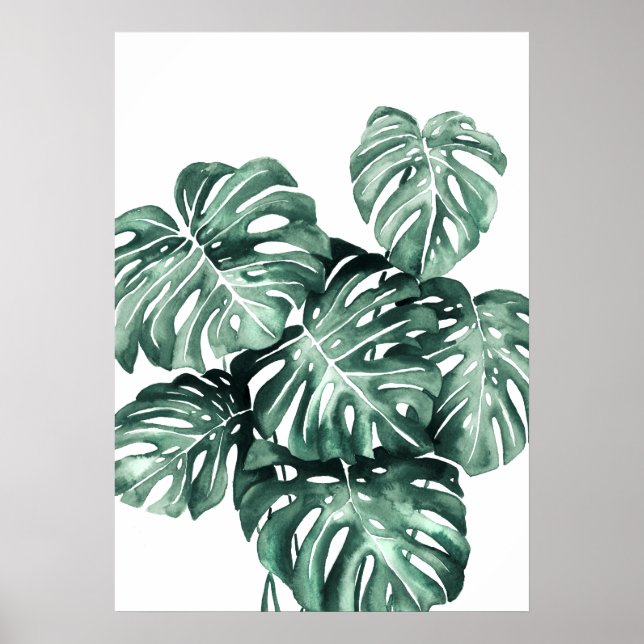 Poster Monstera Deliciosa Folaves (Frente)