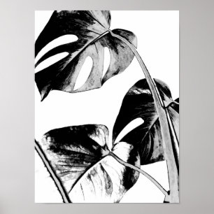 Póster monstera palma folhas tropicais preto e branco
