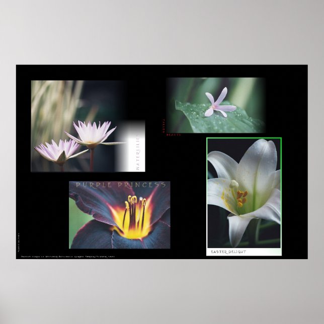 Poster Montagem Floral (Frente)