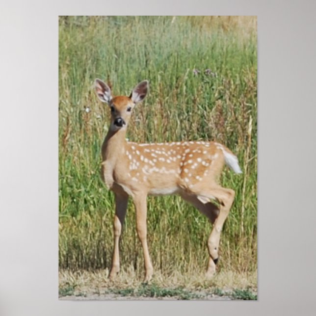 Poster Montana Fawn (Frente)