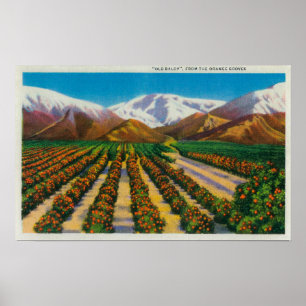 Póster Montanha velha de Baldy dos bosques alaranjados