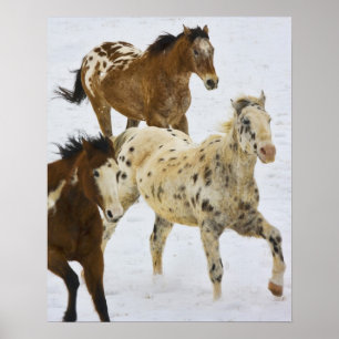 Póster Montanhas Big Horn, Cavalos correndo na neve
