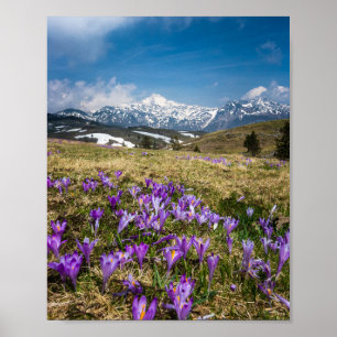 Poster Montanhas e flores de croco em Velika Planina, Sl