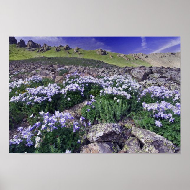 Póster Montanhas e flores silvestres em prado alpino, (Frente)