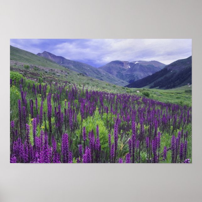 Póster Montanhas e flores silvestres em prado alpino, 2 (Frente)