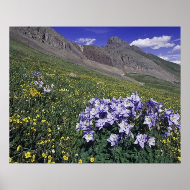 Poster Montanhas e flores silvestres em prado alpino, Azu (Frente)