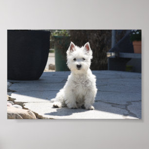Póster Montanhas ocidentais brancas Terrier que senta-se