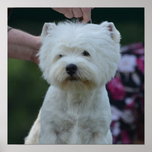 Póster Montanhas Terrier branco ocidentais bonitos