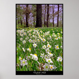 Póster Monte do Daffodil
