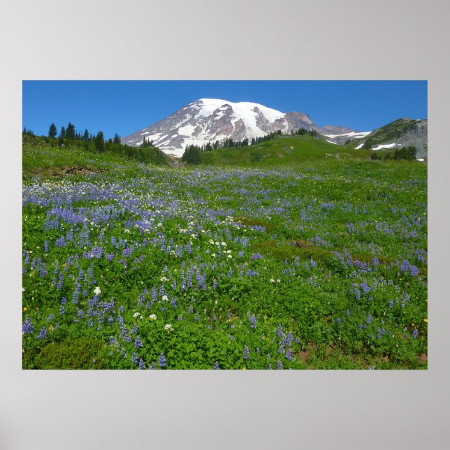 Poster Monte Rainier com Lupinos Roxos (Frente)