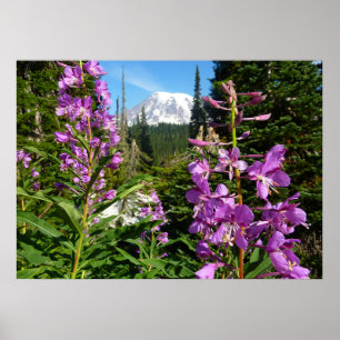 Poster Monte Rainier Entre Flores Do Phlox Roxo