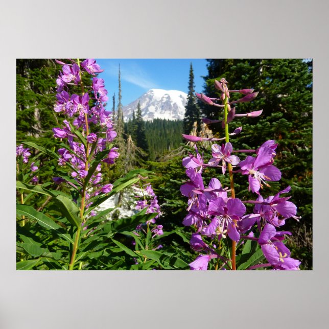 Poster Monte Rainier Entre Flores Do Phlox Roxo (Frente)