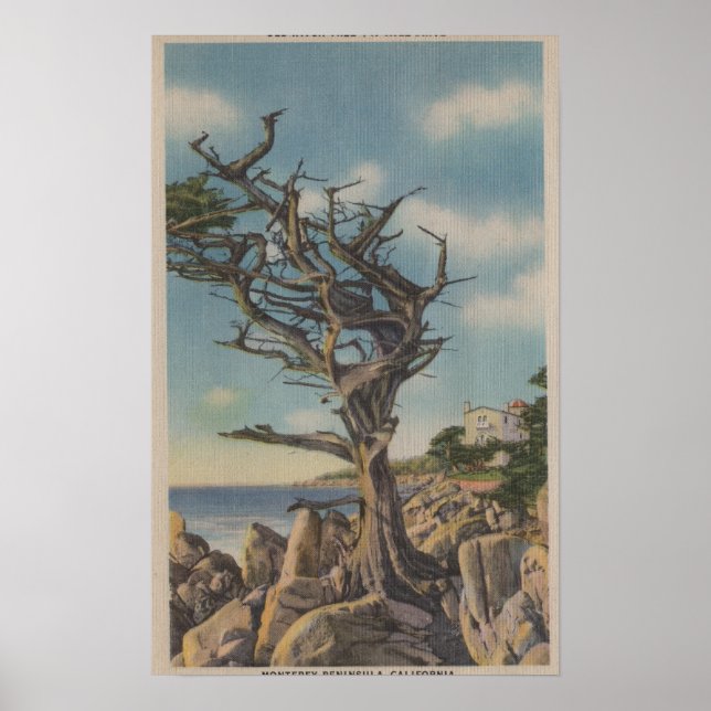 Poster Monterey, CA - Antiga Árvore de Bruxas em 17 milha (Frente)