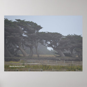 Póster Monterey Cypress