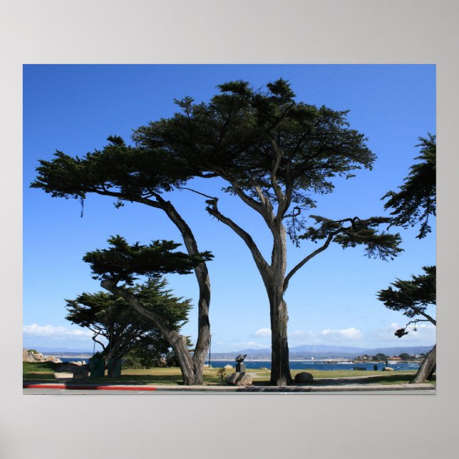 Poster Monterey Cypress Tree, Foto Coastline (Frente)