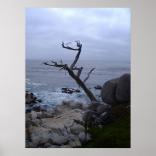 Póster monterey dead tree