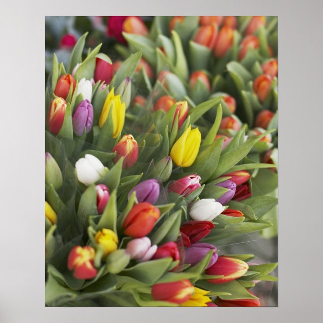 Póster Montes de tulipas coloridas (Frente)