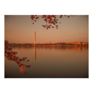 Póster Monumento de Washington Sakura no por do sol