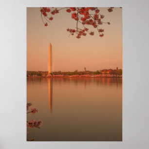 Póster Monumento de Washington Sakura no por do sol