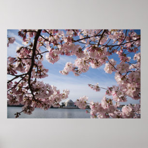 Poster Monumentos Jefferson Memorial Cherry Blossoms