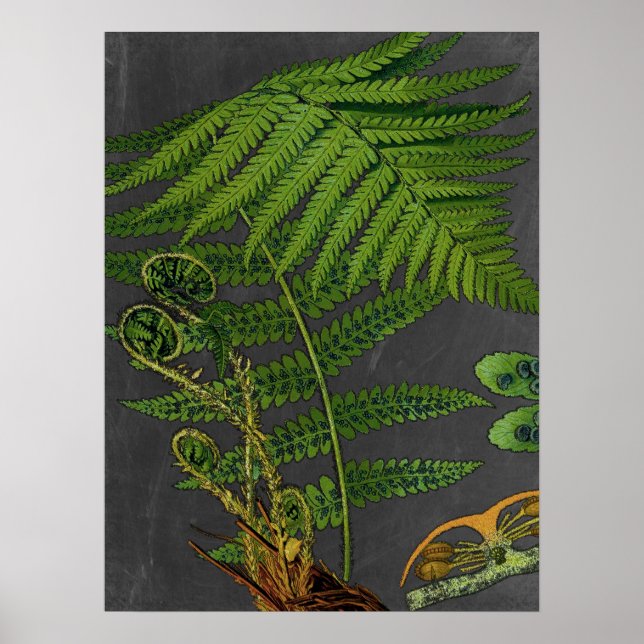 Poster Moody Art Fern c/ Chalkboard Background n. o 8 (Frente)