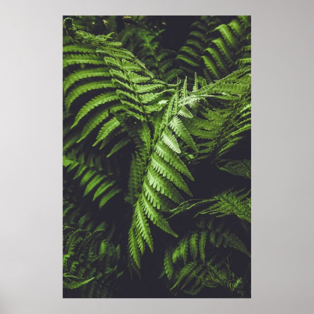 Poster Moody Dark Green Fern Leaves Botanical Nature (Frente)