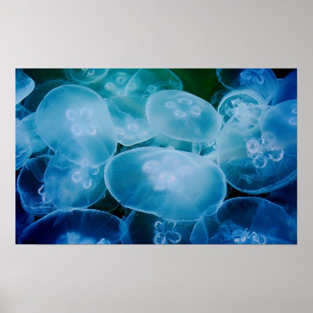 Poster Moon Jellyfish (Frente)