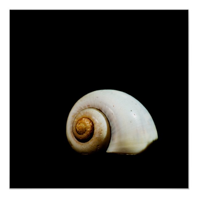 Póster Moon Shell (Frente)
